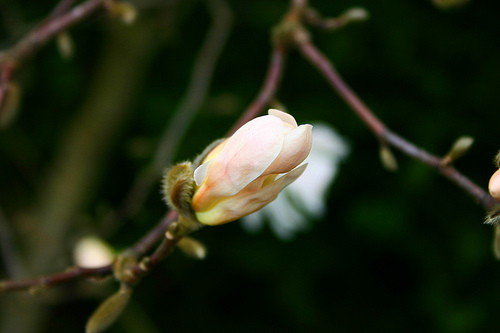 star magnolia bud